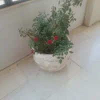 گلدانهای بزرگ زیرقیمت
