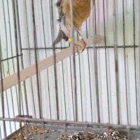 قناری نر نگرو