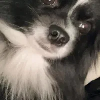 سگ گمشده در سیزده ابان شهرری