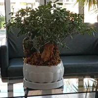 ۲۰متر/مغازه/باسرویس و بالکن/فضا