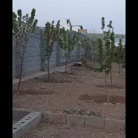 فروش باغ۱۰۰۰ متری نزدیک تبریزقابل تهاتر|فروش خانه و ویلا|صوفیان, |دیوار