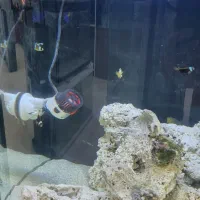 انواع ماهی و لوازم آکواریوم|ماهی|بابل, |دیوار