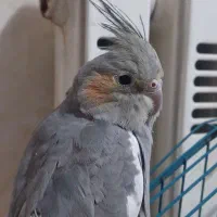 فروس وام فرزند آوری