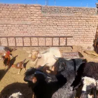 چبش فروشی|حیوانات مزرعه|سرداران, |دیوار