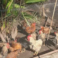 خروس محلی گلپایگان