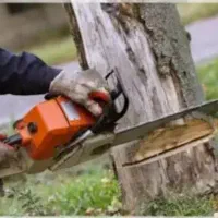 خریداردرخت برشکاردرخت فروش چوب هرس کاری درخت و چوب