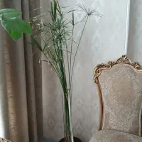 گل وگلدون|گل و گیاه طبیعی|مشهد, امیریه|دیوار