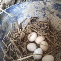 فروش تخم مرغ سیبرایت مینیاتوری نطفه دار