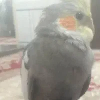 عروس هلندی گم شده به یابنده یک میلیون مژدگانی داده