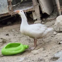 یک عدد غاز 2 ماهه