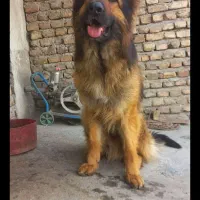 توله ژرمن ۸ماهه|سگ|شهریار, شهریار|دیوار