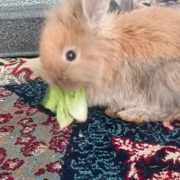 سه عدد خرگوش لپ