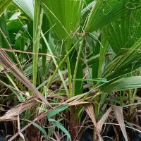 فروش گل|گل و گیاه طبیعی|دماوند, دماوند|دیوار