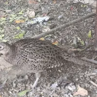 تعویض پرنده خانگی با سهره نر|پرنده|باغ بهادران, |دیوار