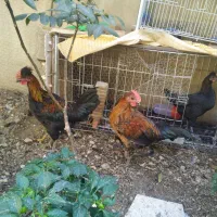 مرغ و خروس|حیوانات مزرعه|تهران, درکه|دیوار