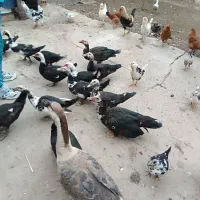 اردک اسراییلی|حیوانات مزرعه|ضیابر, |دیوار