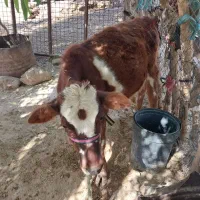 یک عددگوساله ماده