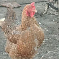 ۶عدد مرغ تخمی +یک خروس چهل تاج