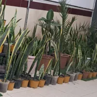 گل سانسوریا