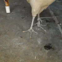 خروس لری ریشو اصیل|حیوانات مزرعه|مسجد سلیمان, |دیوار