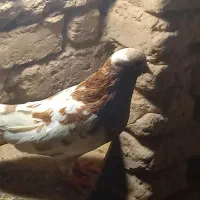 کبوتر پرشی|پرنده|اردکان, |دیوار