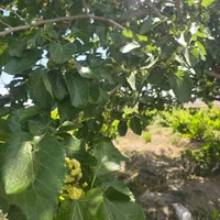 باغ و باغچه ۲۱۱ متربین باغات قدیمی.اطراف ساخته شده|فروش زمین و ملک کلنگی|شهریار, شهریار|دیوار