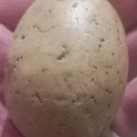 سنگ شهاب|کلکسیون و سرگرمی|اصفهان, بوستان ناژوان|دیوار