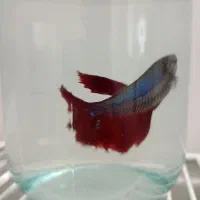 ماهی|ماهی|نیشابور, شهرک بهداری|دیوار