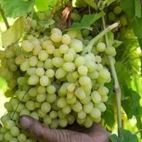 9 هزار متر باغ فاصله تا معالی آباد 5 دقیقه|فروش زمین و ملک کلنگی|شیراز, حومه شیراز|دیوار