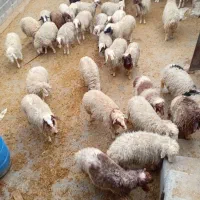 بره چاق|حیوانات مزرعه|کرمانشاه, |دیوار