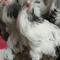 تخم خروس آمریکائی