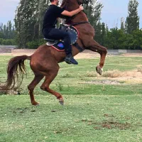 اسب|اسب و تجهیزات اسبسواری|فیرورق, |دیوار