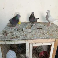 کبوترصرب،الماسی وغوره زرد|پرنده|شیراز, کاراندیش|دیوار