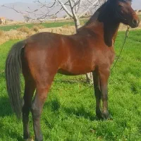 اسب