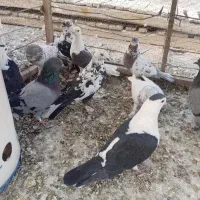 کبوتر پر فیت
