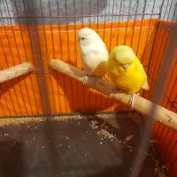 مرغ عشق انگلیسی معاوظه|پرنده|صباشهر, |دیوار