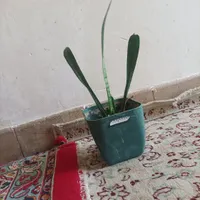 گل طبیعی|گل و گیاه طبیعی|سیرجان, |دیوار