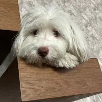 واگذاری موقت|سگ|بروجرد, |دیوار