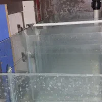 اکواریوم|ماهی|زاهدان, |دیوار