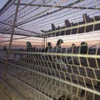 تعداد ۱۳عدد همه نر