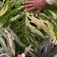 مانسترا تای اورجینال ۱۰۰٪۴برگی هر برگ مثبت ۱متر