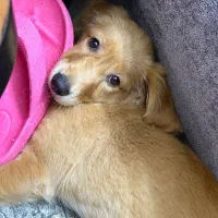 سگ نژاد گلدن ماده ۶ ماهه، فوق‌العاده آروم و مهربون|سگ|برخوار, |دیوار