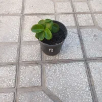 گل گندمی و برگ بیدی بنفش|گل و گیاه طبیعی|سبزوار, باهنر|دیوار