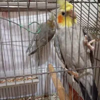 فروش جفت عروس هلندی جون و سر حال|پرنده|امیدیه, |دیوار