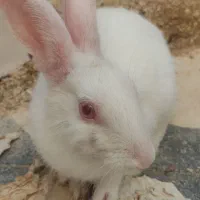 خرگوش باهوش