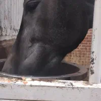 مادیان ورزشی