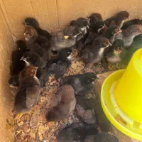 جوجه مرغ محلی بلک استار 12 روزه