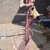 قصاب گوسفند و گاو (سیار)|خدمات پذیرایی، مراسم|رفسنجان, |دیوار