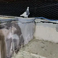 کبوترکله زرد خوشکل ،طوق سیاه