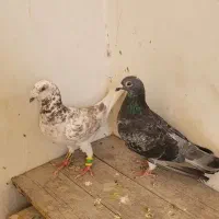 سه جفت کبوتر درجه یک تخم و جوجه همه چی خاطر جمع